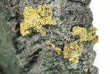 Native Gold in Shattuckite - Namibia #260106-2